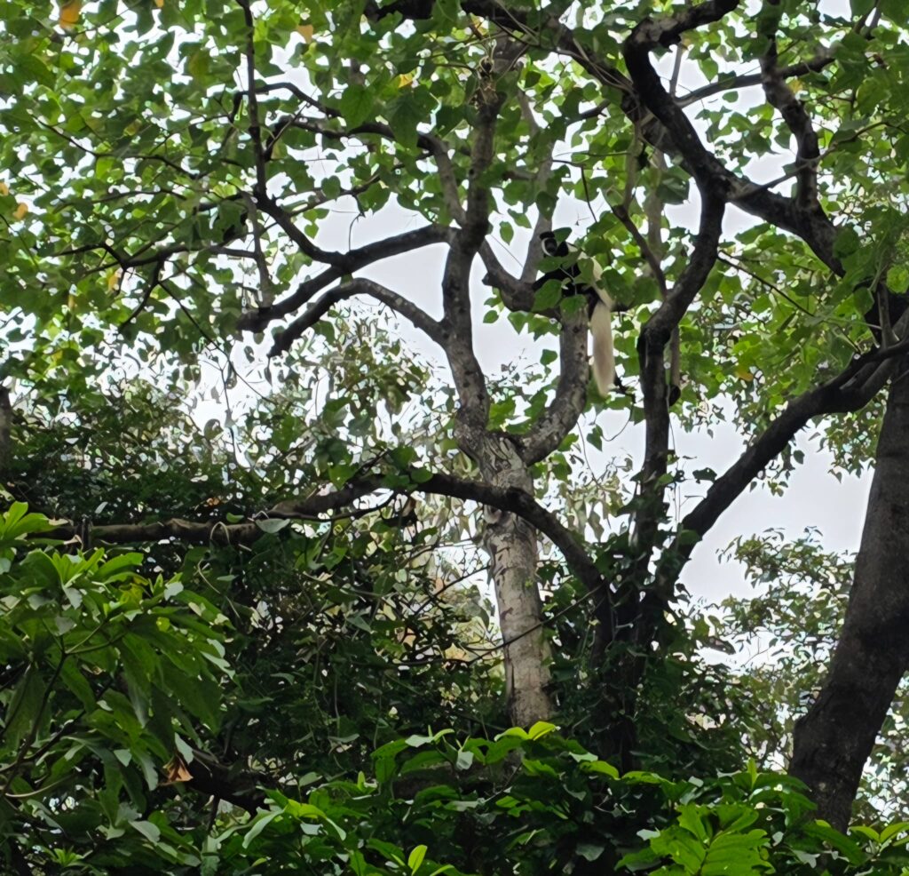 Erste Eindrücke vor Ort - Tier im Baum